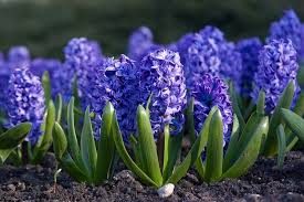 Maybe you would like to learn more about one of these? 21 Popular Flowers That Mean Death And Mourning Farm Food Family