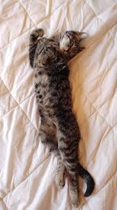 Besides, a cat breed this large needs proper support in order to function, get daily exercise, and live a. Pin On Cats Are Cool Too