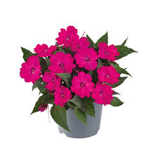 Image result for Impatiens kivuensis