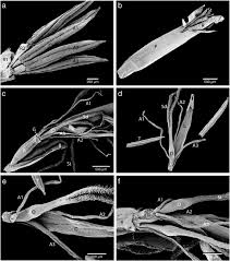 Image result for Schoenoxiphium