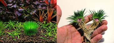 Image result for Eriocaulon matopense