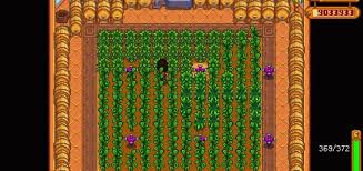 Thereafter, the mature plant yields another ancient fruit every 7 days. Stardew Valley 12 Best Crops To Grow In The Greenhouse