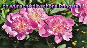 2.435 kostenlose fotos zum thema pfingstrosen. Ich Wunsche Dir Schone Pfingsten Pfingstgrusse 2021 Pfingstgruss Zum Versenden Per Whatsapp Video Youtube