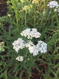 How To Use Yarrow As A First Aid Remedy My Healthy Homemade Life Recipe Herbalism Herbs Holistic Health Remedies