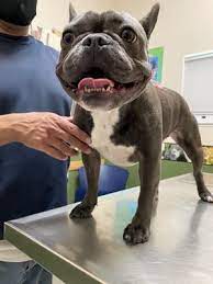 We did not find results for: Highland Village Pet Hospital 31 Photos 76 Reviews Veterinarians 7257 Boulder Ave Highland Ca Phone Number