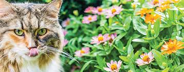 Flowers poisonous to cats australia. Pets And Poisonous Plants Don T Mix Gardening Australia