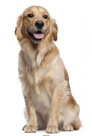 Maybe you would like to learn more about one of these? Golden Retriever 1 And A Half Years Old Sitting Poster Id F27671489 Golden Retriever Dogs Golden Retriever Dog Breed Poster