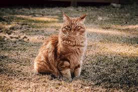 ‪93+ Thousand Cats Pictures Royalty-Free Images, Stock Photos & Pictures |  Shutterstock‬‏