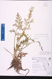 Image result for Ceratopteris