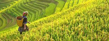 Pengertian Agrikultur Sektor Jenis Dan Produk Agrikultur Di Indonesia Accurate Online