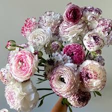 Image result for Ranunculus stagnalis