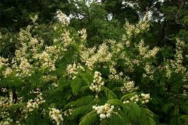 Image result for Acacia schweinfurthii