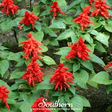 Image result for Salvia coccinea