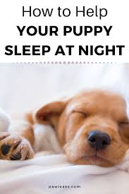 But the time and dedication you put in now will help you reach that point sooner (before sleep deprivation makes you. Help My Puppy Won T Sleep Through The Night First Night With Puppy Sleeping Puppies Puppies