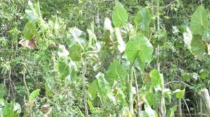 Image result for Montrichardia