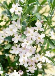 Image result for Freylinia