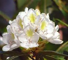 Rhododendron Chionoides Smaller Rhododendron Pruning Remove Spent Flower Clusters By Snapping Off With Your Hands Rhododendron Plant Plants Rhododendron
