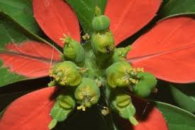 Image result for Euphorbia heterophylla