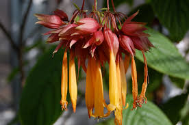 Image result for Fuchsia splendens