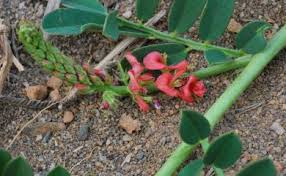 Image result for Indigofera hendecaphylla