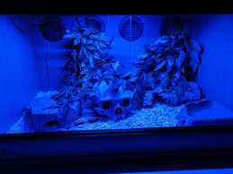 Blue Or Red Led Night Light Reptile Forums Blue Night Lights Night Light Red Led