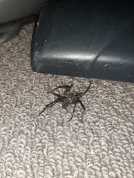 One of nz's larger spiders. Native Vagrant Spider Newzealandwildlife