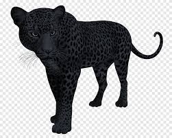 Maybe you would like to learn more about one of these? Snow Leopard Black Panther Jaguar Felidae Black Panter Mammal Cat Like Mammal Png Pngegg