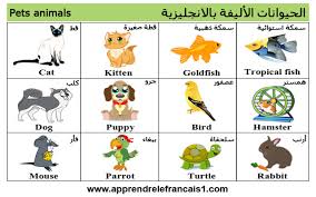 It's a brand new opportunity to rebuild what you truly want لاتخف من البدء مجددا. Ø§Ø³Ù…Ø§Ø¡ Ø§Ù„Ø­ÙŠÙˆØ§Ù†Ø§Øª Ø¨Ø§Ù„Ø§Ù†Ø¬Ù„ÙŠØ²ÙŠ Ù…Ø¹ Ø§Ù„ØµÙˆØ± ÙˆØ§Ù„ØªØ±Ø¬Ù…Ø© Names Of Animals In English