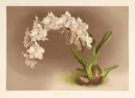 Image result for Disperis reichenbachiana