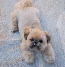 With some preparation and care, your shih tzu will have a really cute puppy cut that. Top 10 Popular Shih Tzu Haircuts 30 Pictures The Paws
