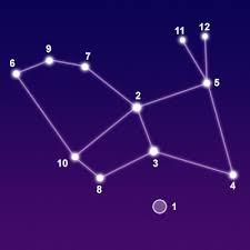 Image result for Leptaulus