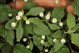 Image result for Lippia abyssinica