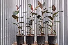 Image result for Ficus conraui