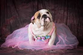 200+ Unique Girl Puppy Names With Meaning - PetHelpful