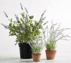 Free for commercial use no attribution required high quality images. Faux Potted Lavender In Terra Cotta Pot Pottery Barn