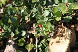 Image result for Crossopetalum