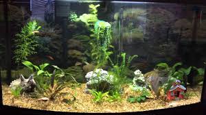 Use 1/4 cup of bleach for every 16 gallons of water in your fresh tank. The Best Aquarium Design 50 Gallons Freshwater Tank Tjmlee Youtube