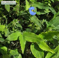 Image result for Commelina capitata