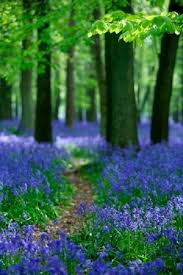 Simple Pleasures Http Perennials Made Easy Com Bluebell Flowers Blue Bell Flowers Shade Garden Shade Plants