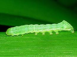 We did not find results for: How Many Legs Does A Caterpillar Have Peggy Notebaert Nature Museum