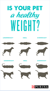 Use Our Body Composition Chart To Determine If Your Pet Is A