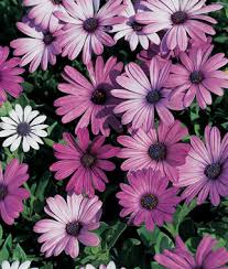 1_ daisies have several species, including shasta daisies (leucanthemum x superbum) that grow as perennials in u.s. Deep Purple Daisy Like Flower
