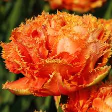 #sensuales #contodomenosconmiedo #bachatasensual #sudaalosensual #aguaaa #sensualtouch #solofaltastu #unetealbachateo. Tulpen Sensual Touch Tulpen Fruhlingsbluher Qfb Gardening