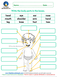 From your nose to your knees and anywhere in between, your child will learn how to identify the basic parts of the body on himself and others. Human Body Parts Worksheet The Kids Worksheets