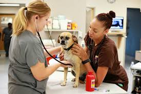 Staff was very caring and gave great updates on my very sick dog. 1st Pet Veterinary Centers Blog Get To Know Dr Kristie Stanton Stanton Veterinary General Practice Doctor