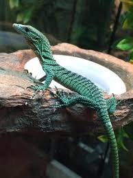 Z Out Of Stock Green Tree Monitors Varanus Prasinus Baby