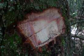 Image result for Xylopia collina