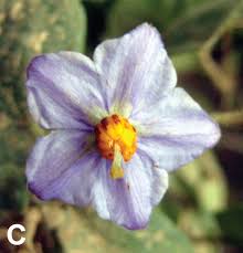 Image result for Solanum zanzibarense