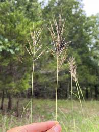 Image result for Bothriochloa bladhii