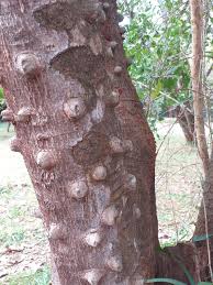Image result for Zanthoxylum usambarense
